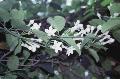Stephanotis / Stephanotis floribunda